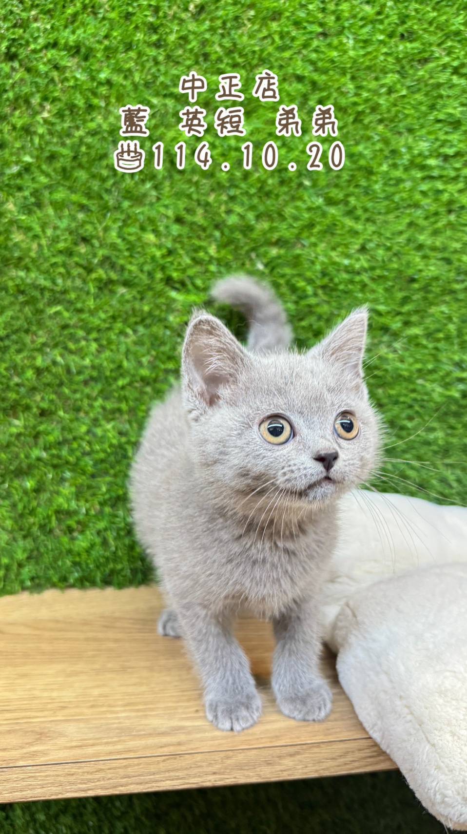 中圓寵物家族／藍色英國短毛貓