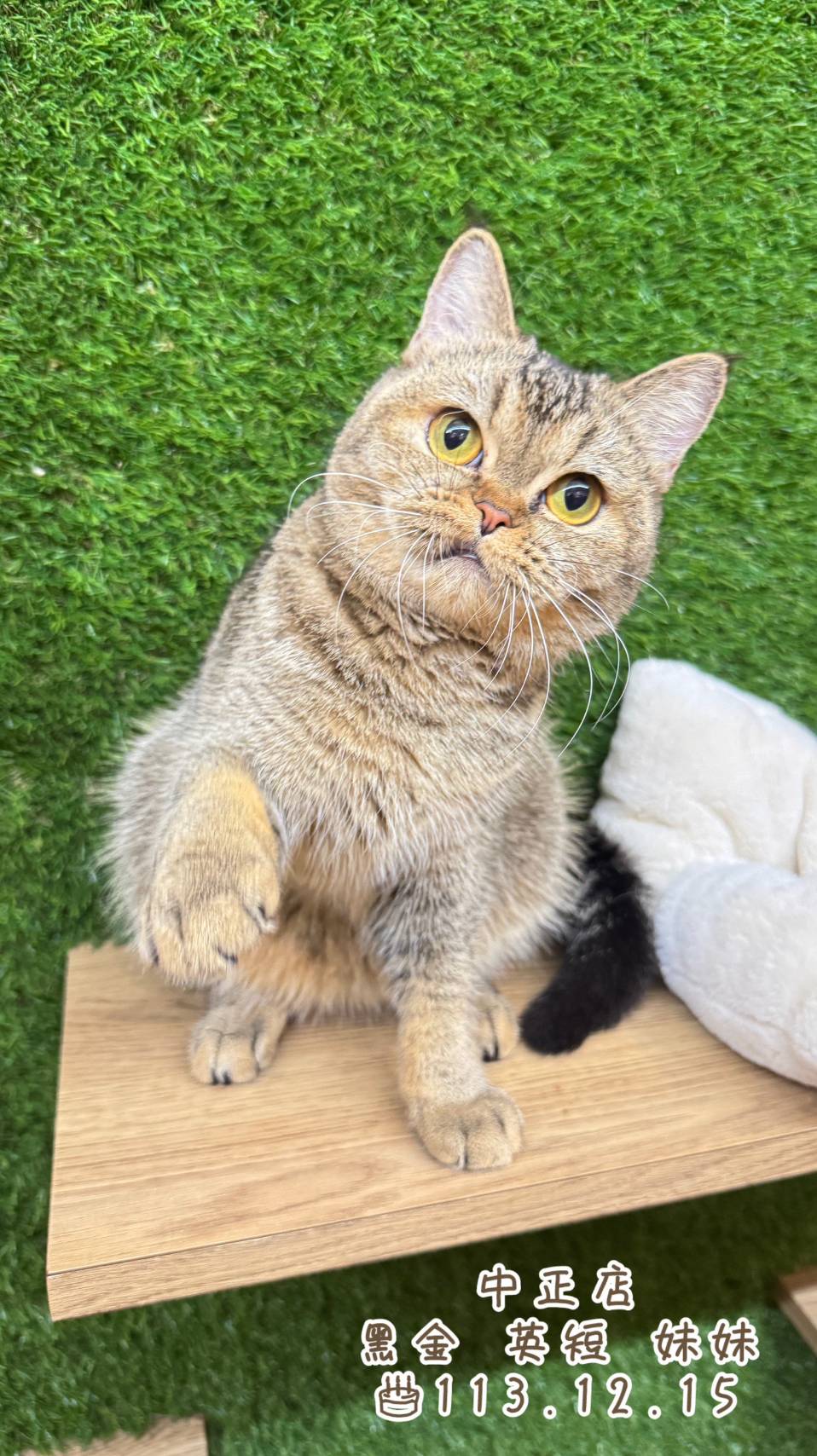 中圓寵物家族／黑金色英國短毛貓