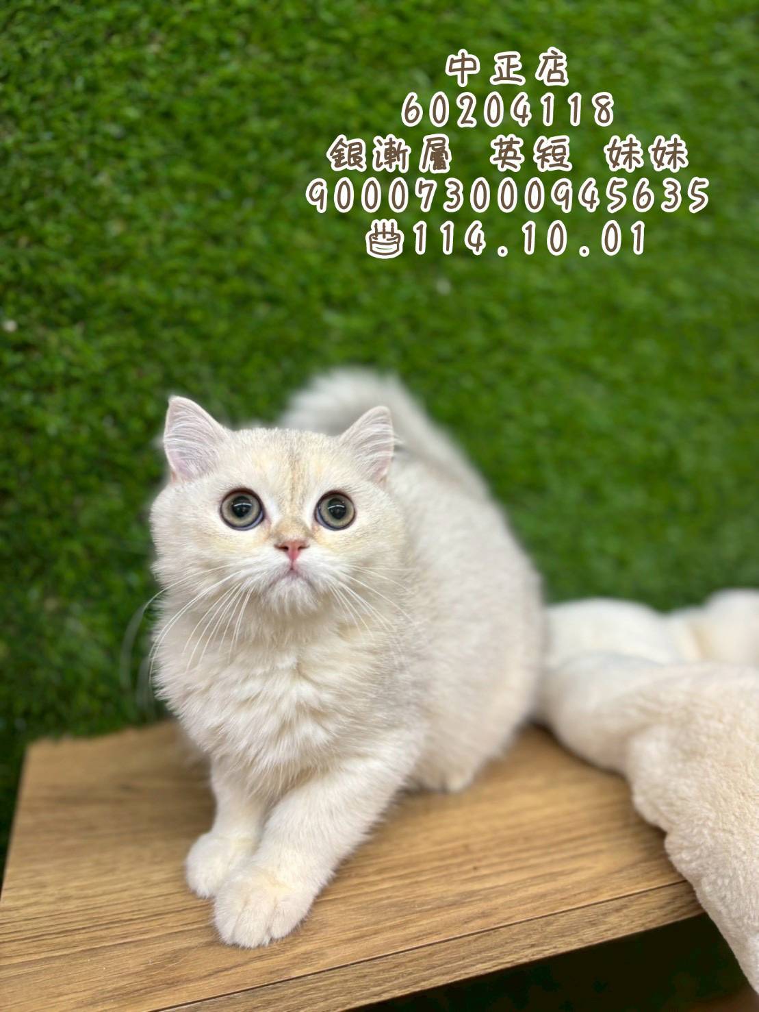 中圓寵物家族／銀漸層英國短毛貓