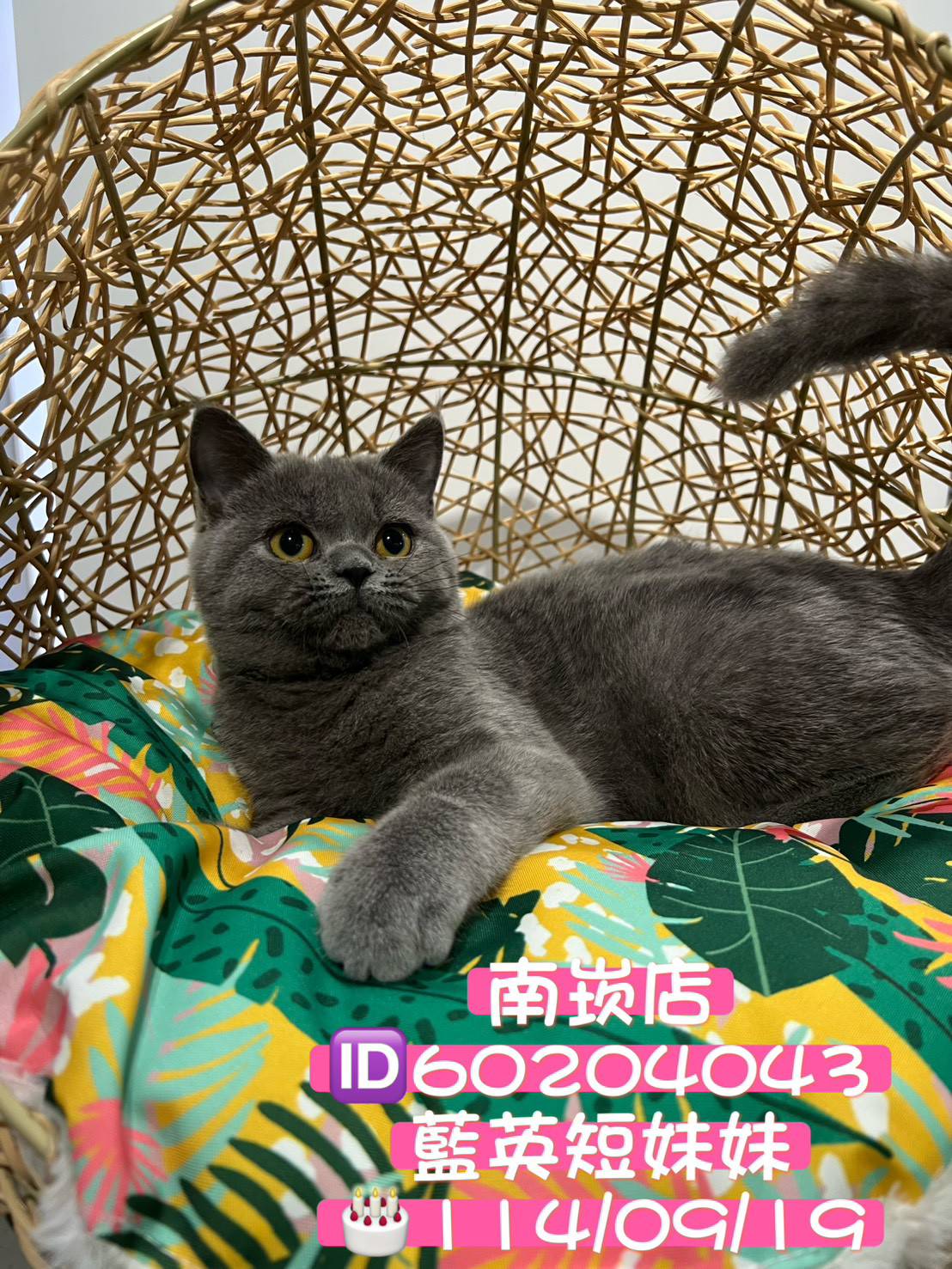 中圓寵物家族／藍色英國短毛貓