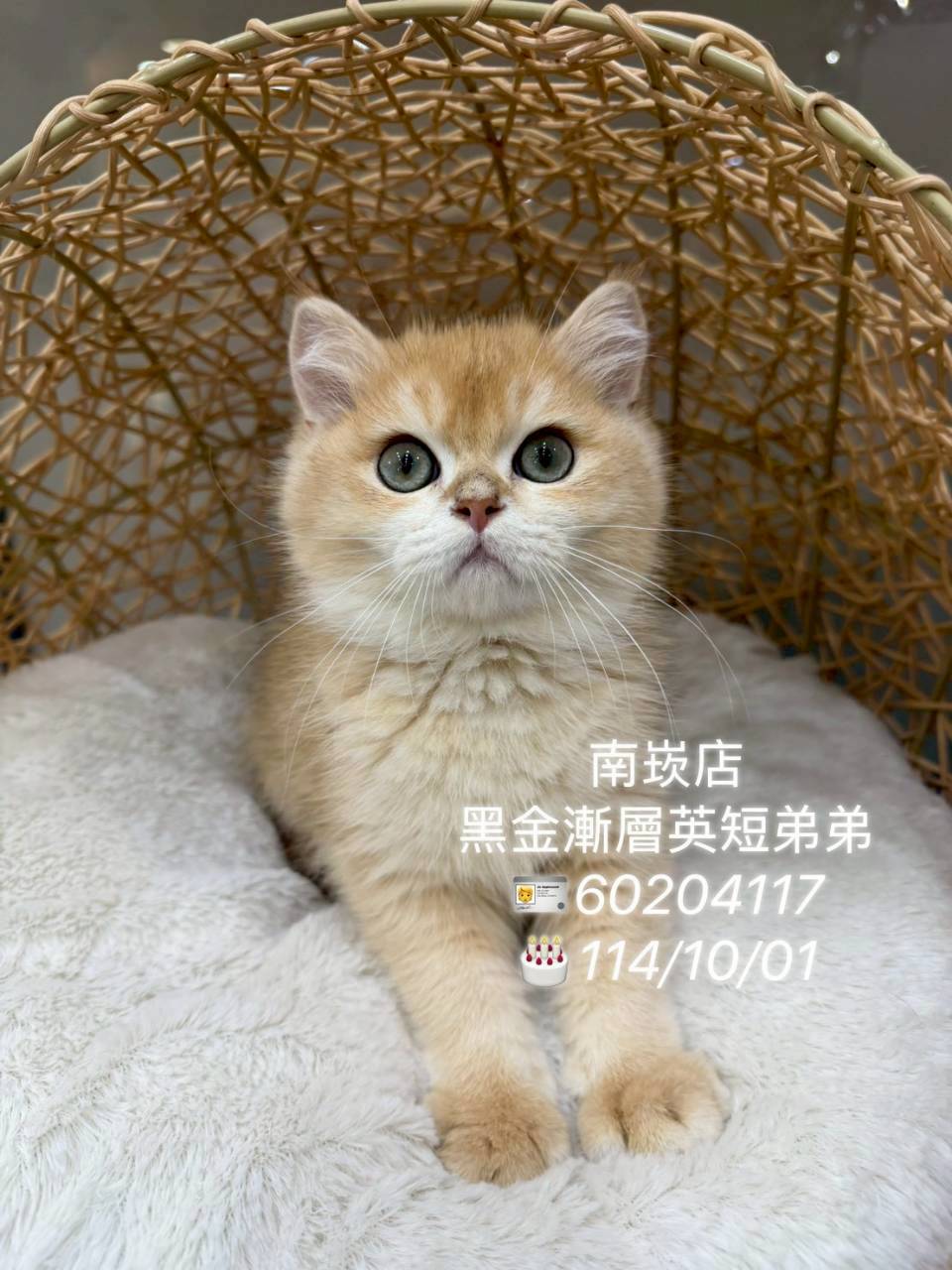 中圓寵物家族／黑金漸層曼赤肯