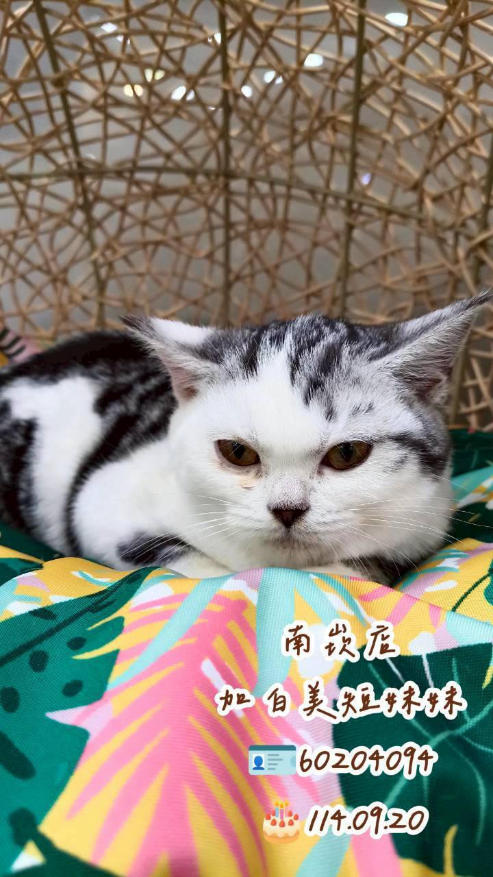 中圓寵物家族／加白美國短毛貓