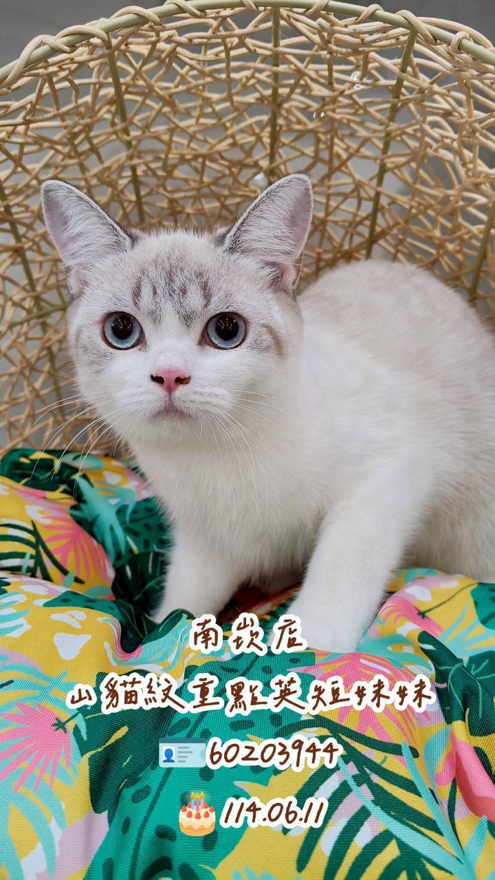 中圓寵物家族／山貓紋重點英短