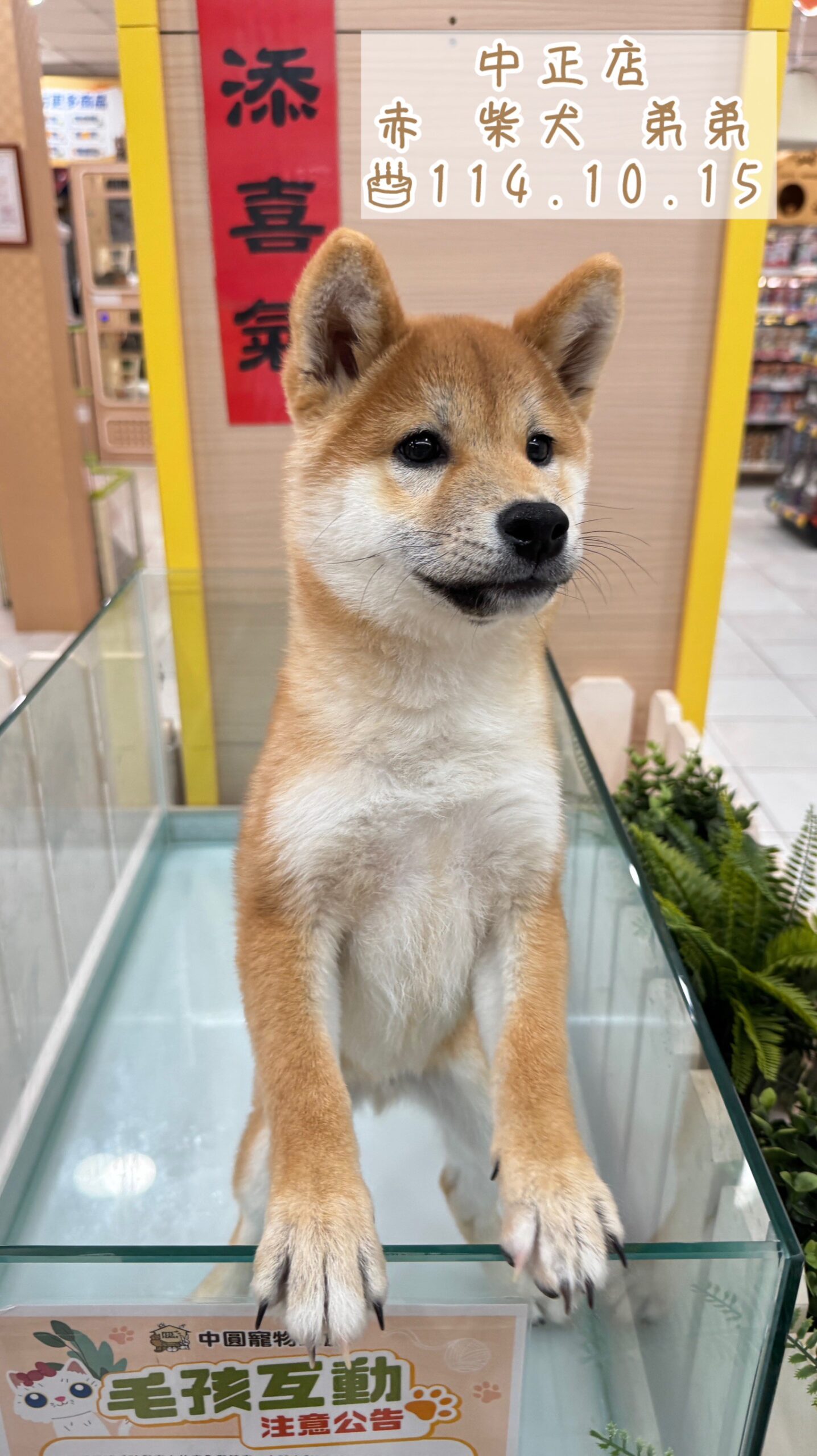 中圓寵物家族／赤色柴犬