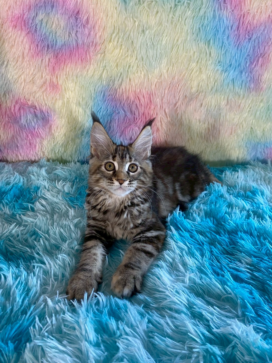 天雪緬因貓舍／棕玳瑁緬因貓