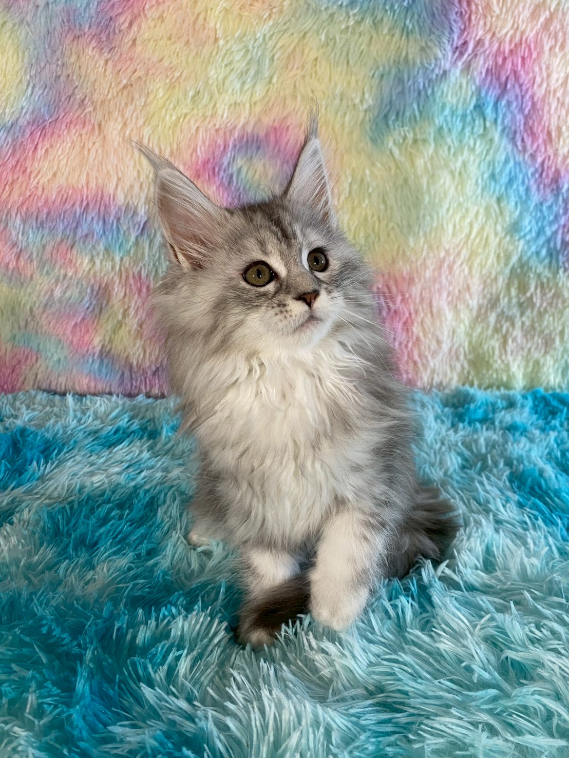 天雪緬因貓舍／高銀緬因貓