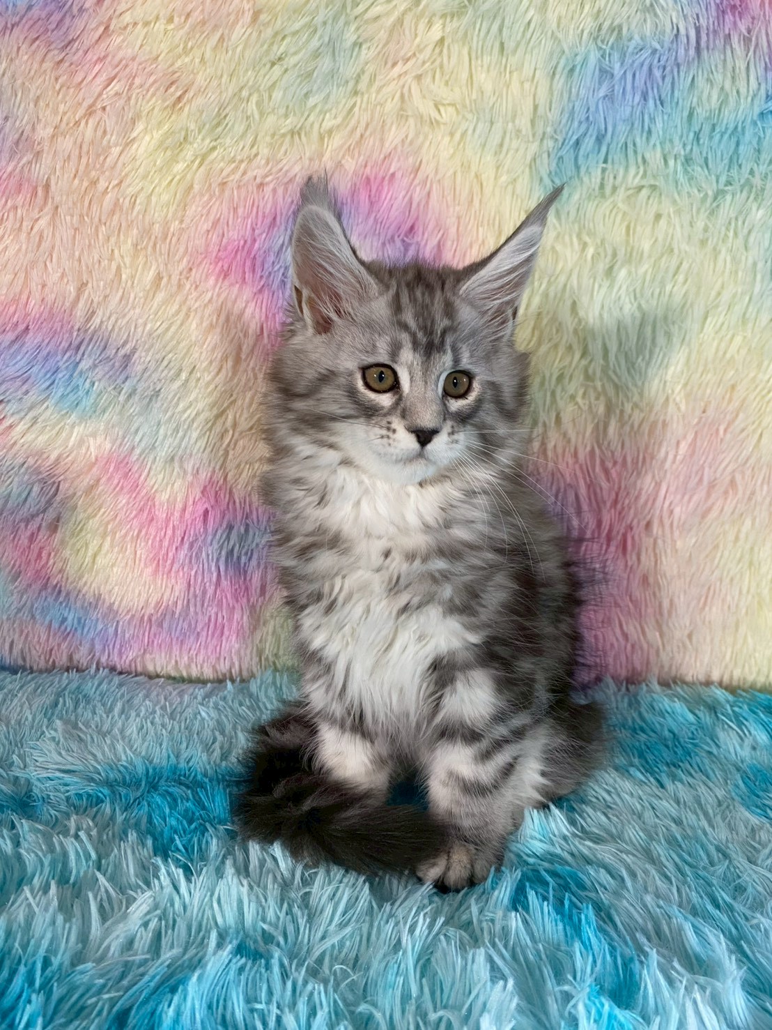 天雪緬因貓舍／黑銀緬因貓