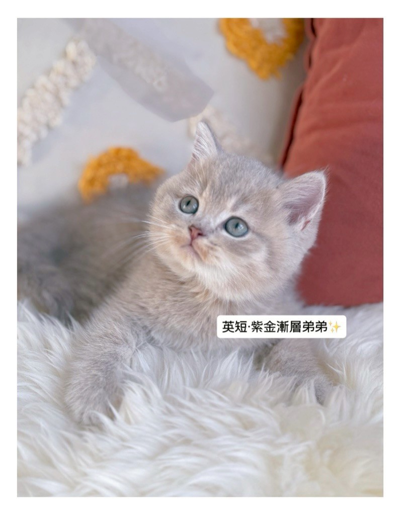 小東尼英短貓舍／紫金漸層英國短毛貓