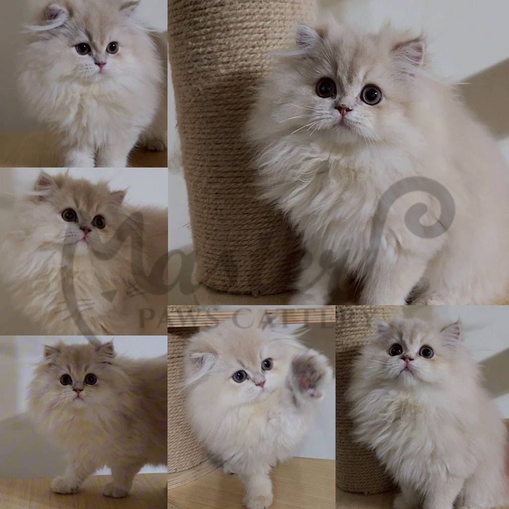 主子點頭貓舍／紫金漸層英國長毛貓