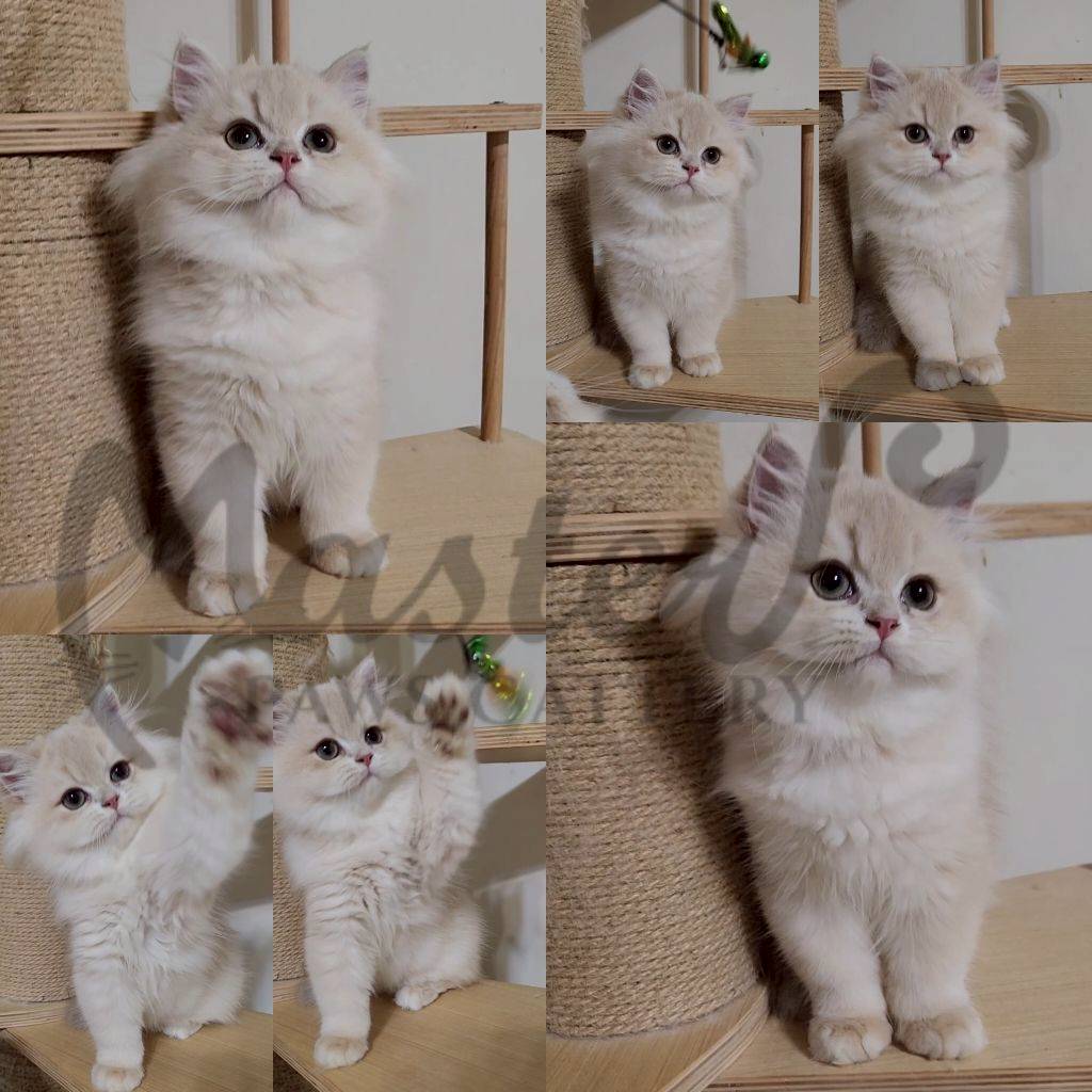 主子點頭貓舍／紫金漸層英國長毛貓