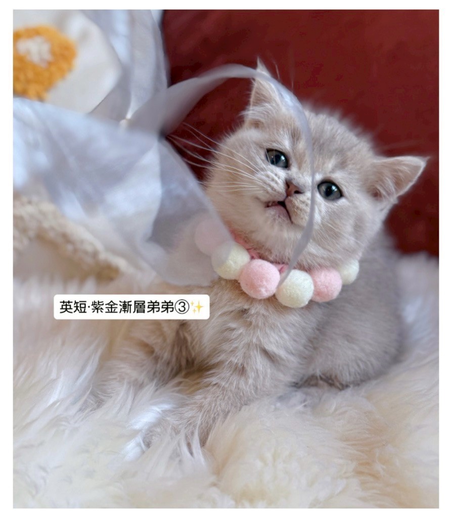 小東尼英短貓舍／紫金漸層英國短毛貓