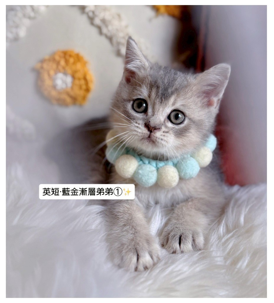 小東尼英短貓舍／藍金漸層英國短毛貓