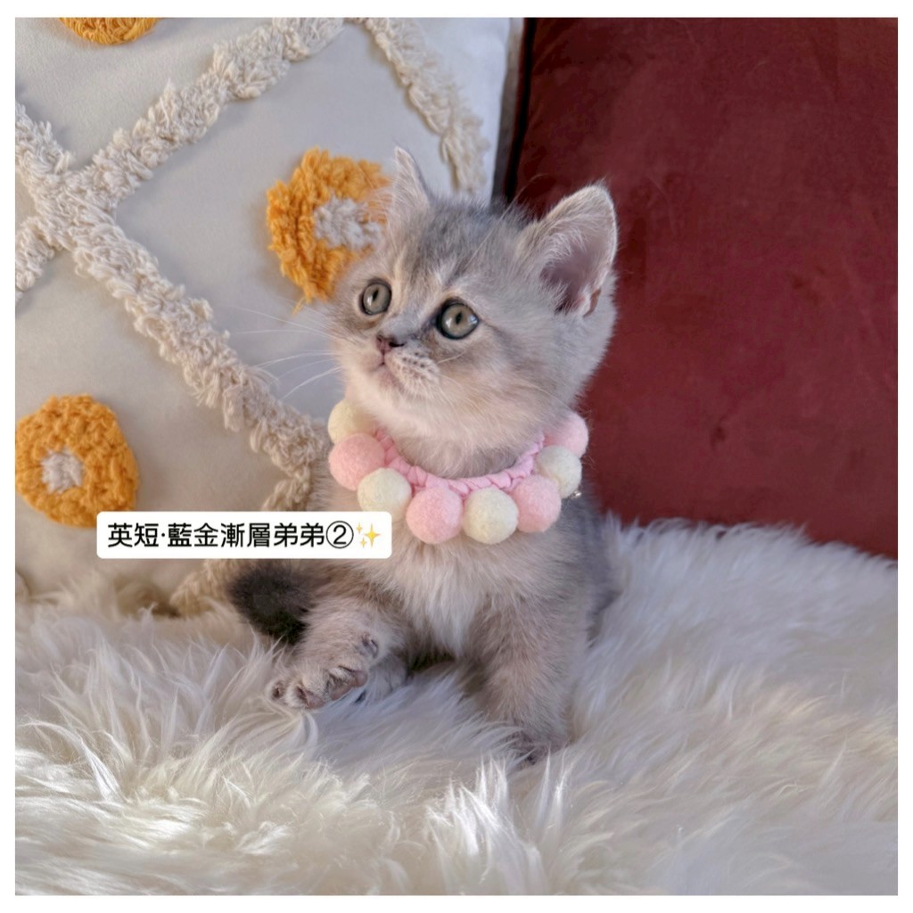 小東尼英短貓舍／藍金漸層英國短毛貓