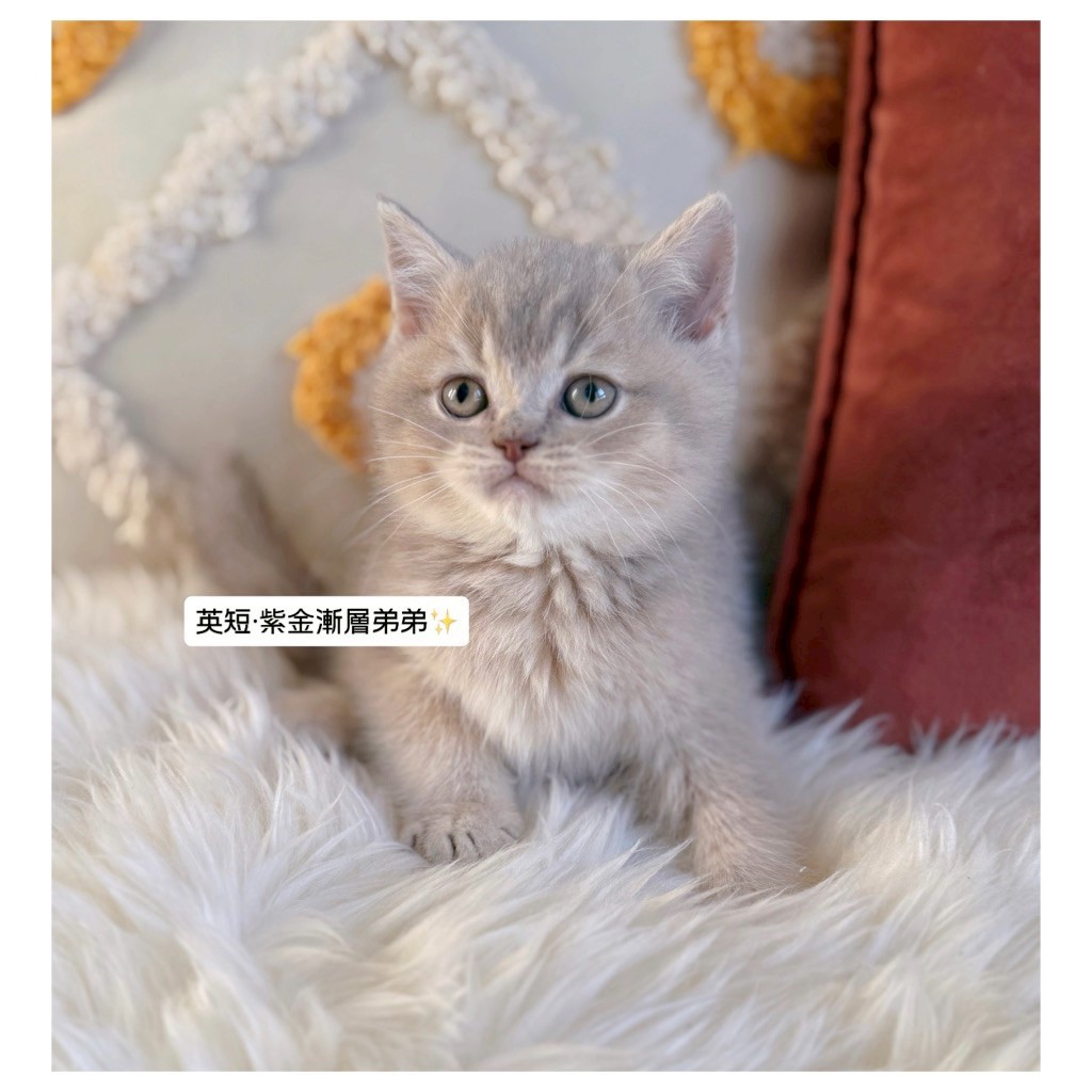 小東尼英短貓舍／紫金漸層英國短毛貓