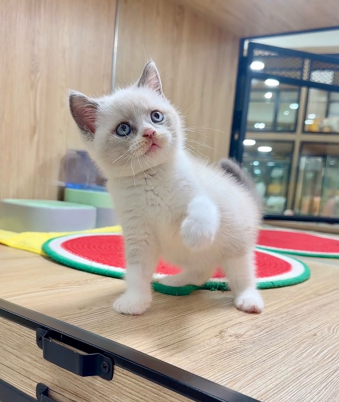 喜得貓社／藍雙色英國短毛貓