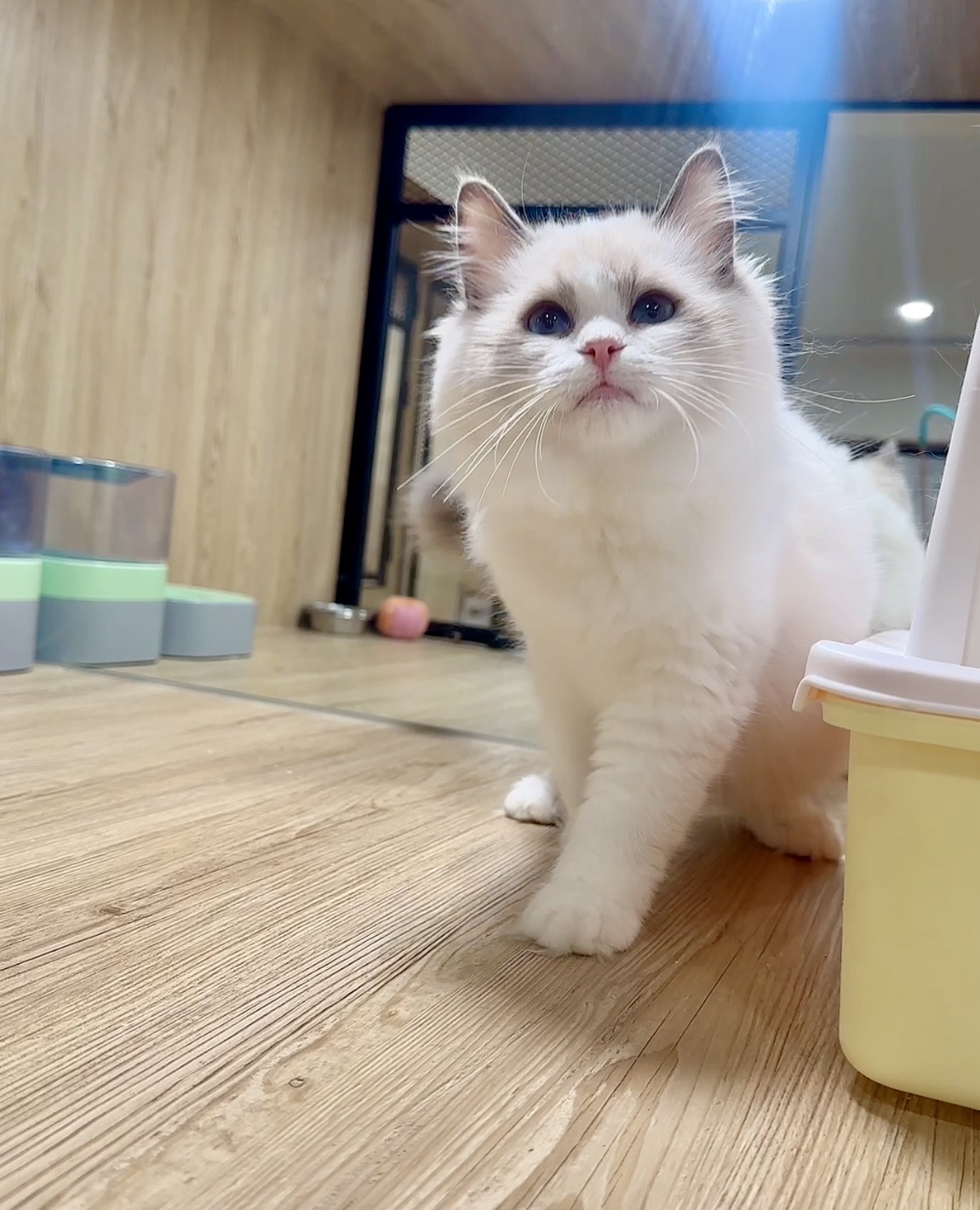 喜得貓社／藍雙色布偶貓