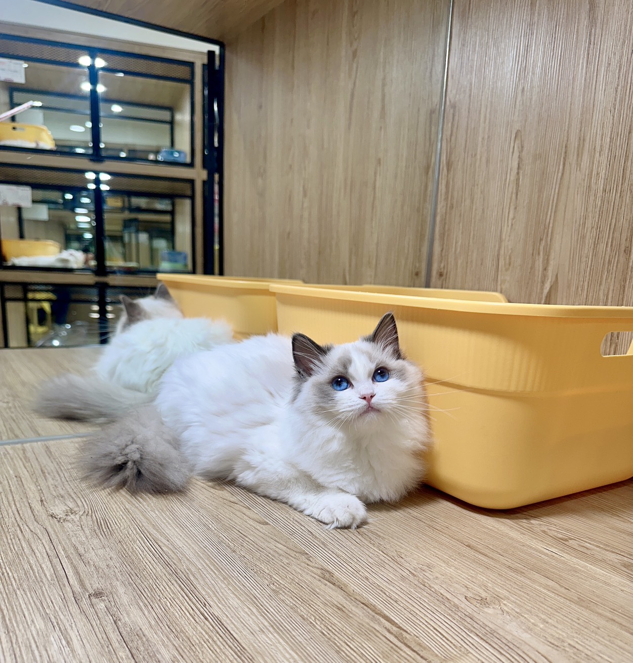 喜得貓社／藍雙色布偶貓