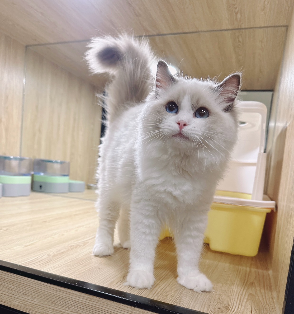 喜得貓社／藍雙色布偶貓