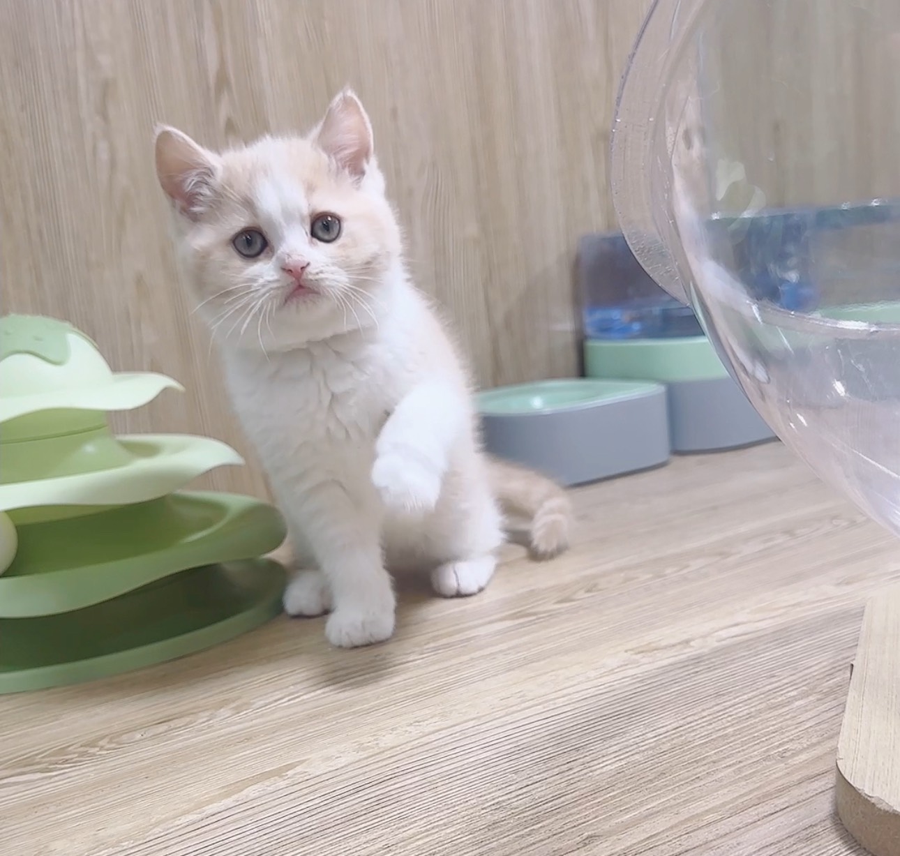 喜得貓社／奶油賓士英國短毛貓