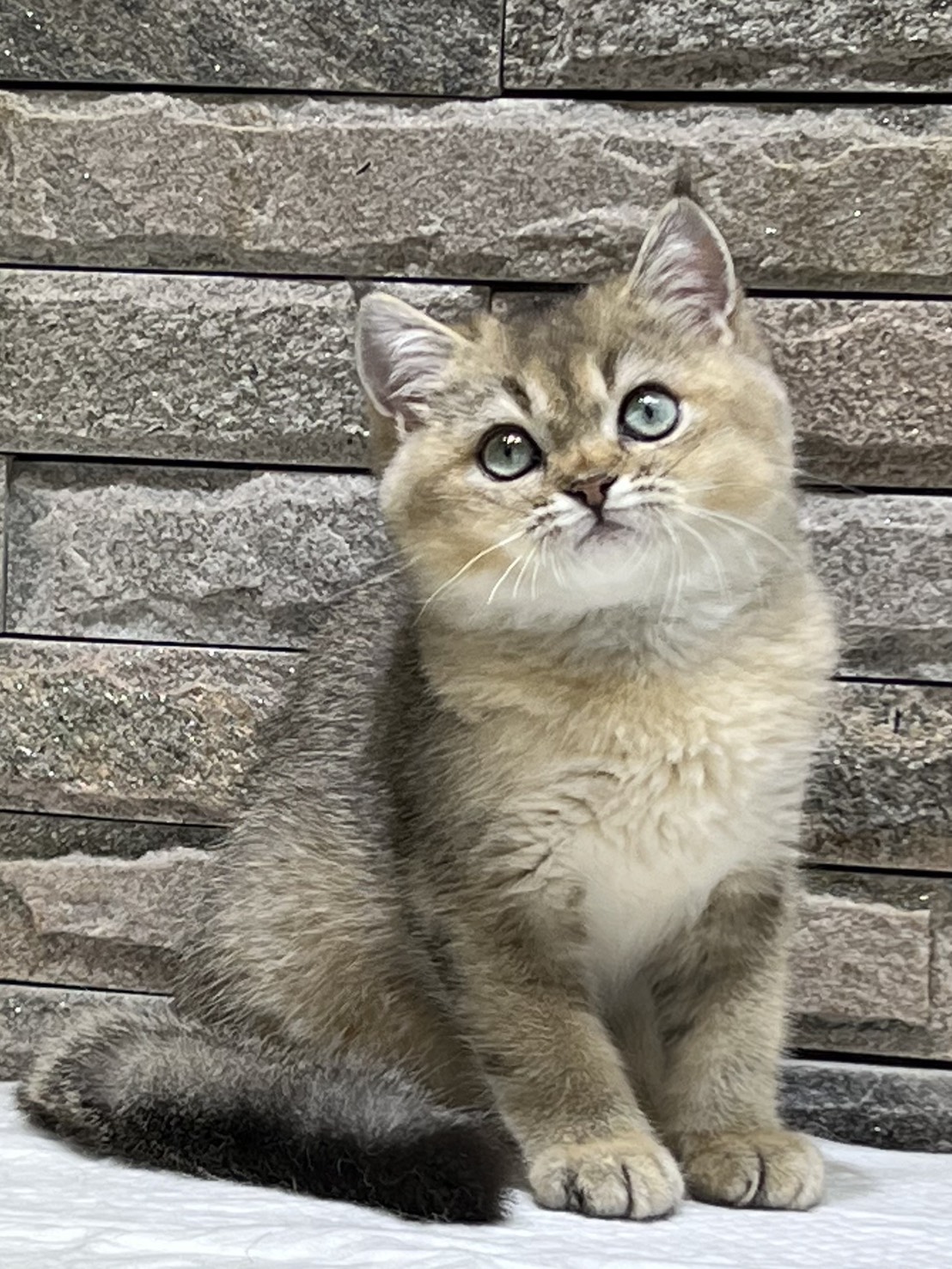 貓堡貝寵物坊／黑金漸層賽爾凱克短毛貓