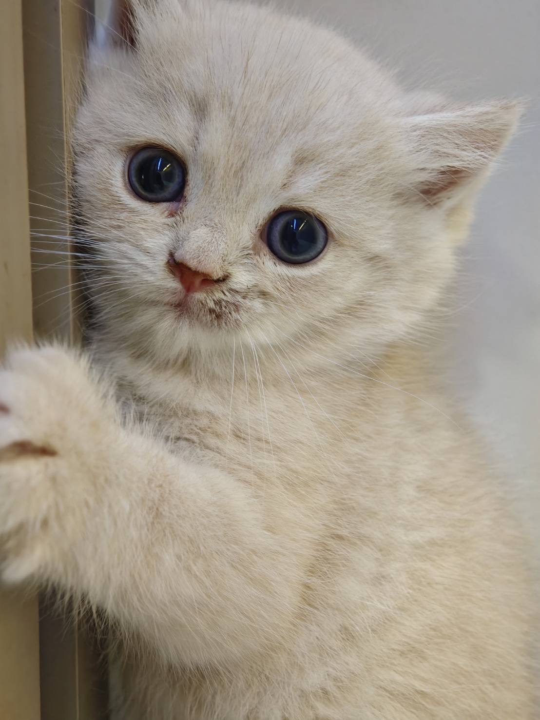天使貓園／奶油漸層英國短毛貓