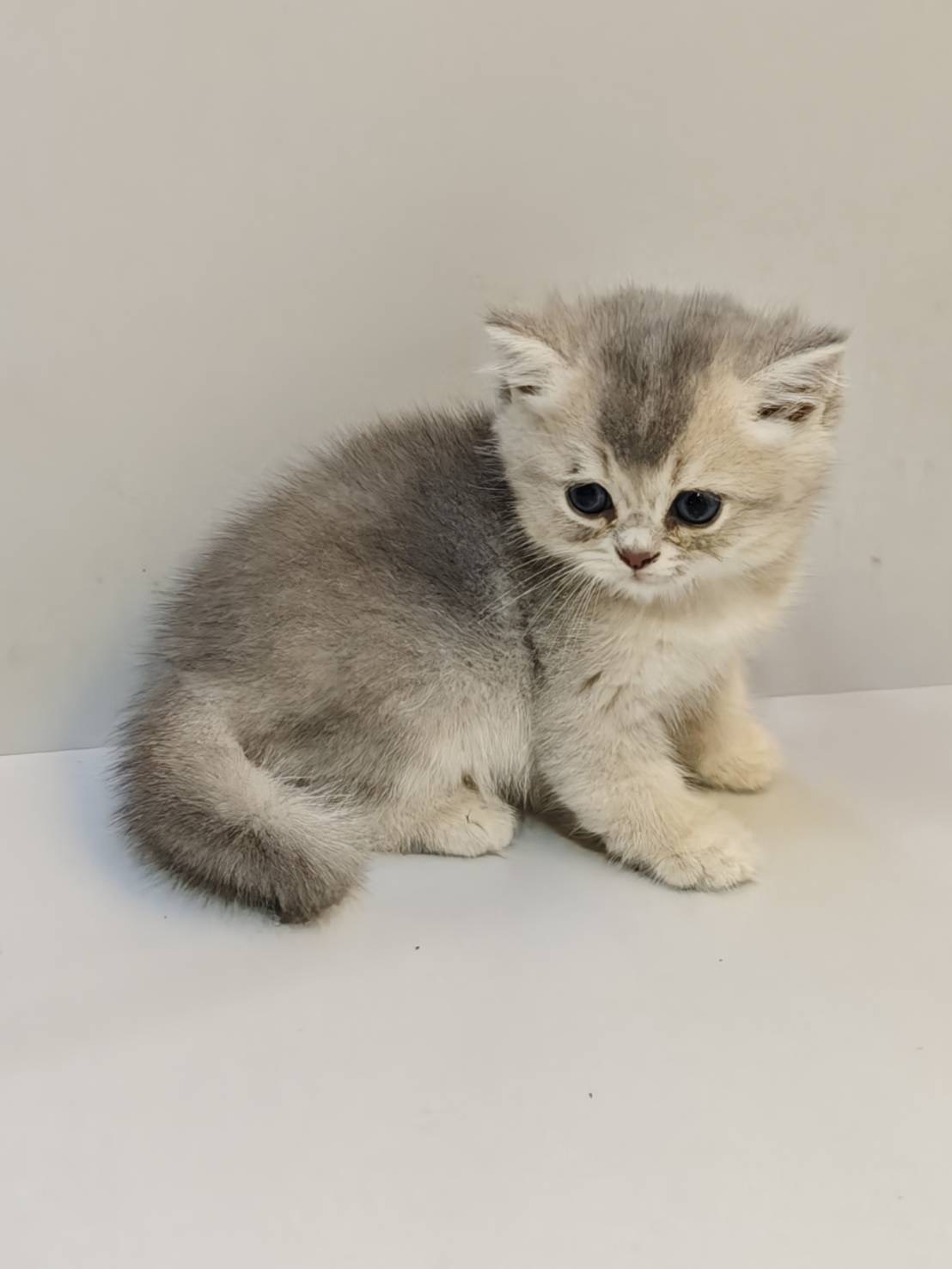 天使貓園／藍金漸層英國短毛貓