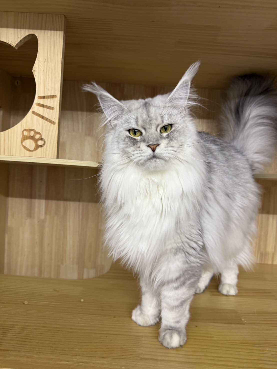 天雪緬因貓舍／高銀緬因貓