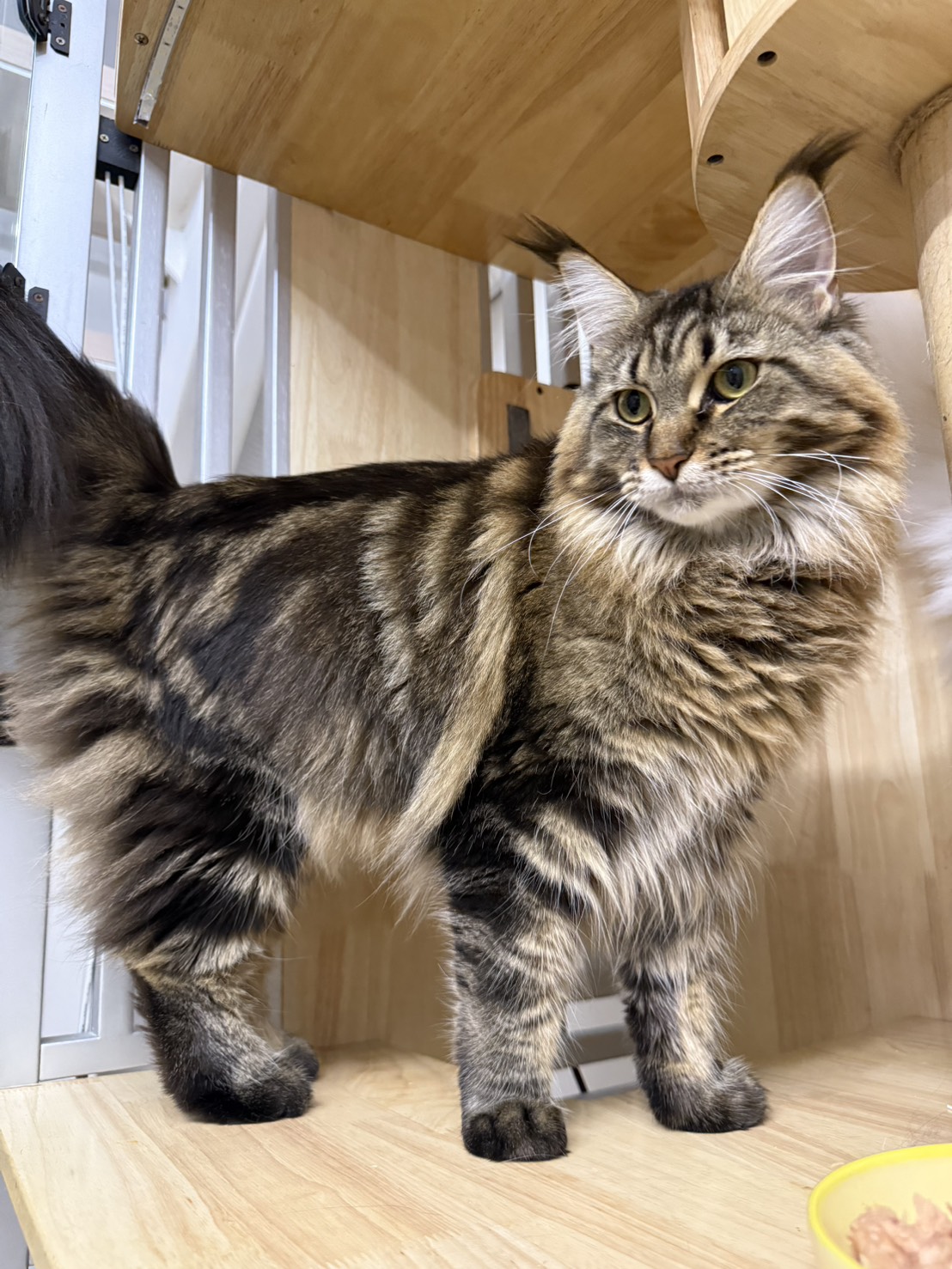 天雪緬因貓舍／棕虎班緬因貓