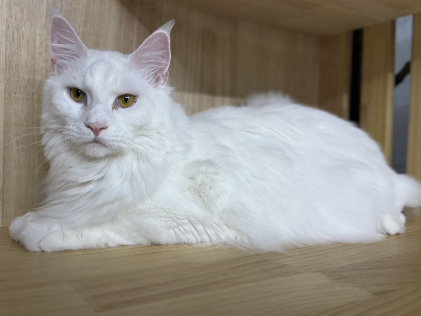 天雪緬因貓舍／白色緬因貓