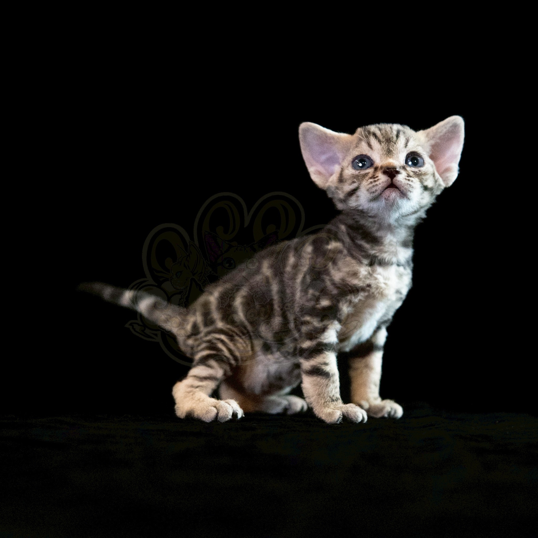 寵愛貓舍／經典虎斑德文捲毛貓