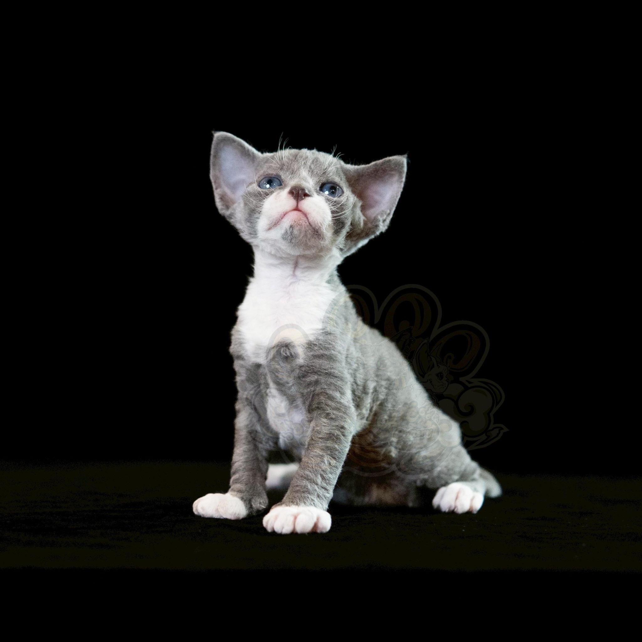 寵愛貓舍／藍白德文捲毛貓