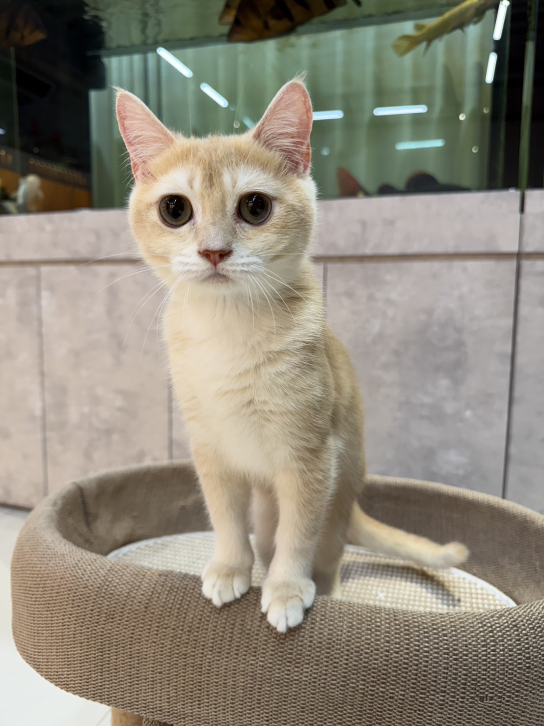 魚生有貓／乳金漸層英國短毛貓