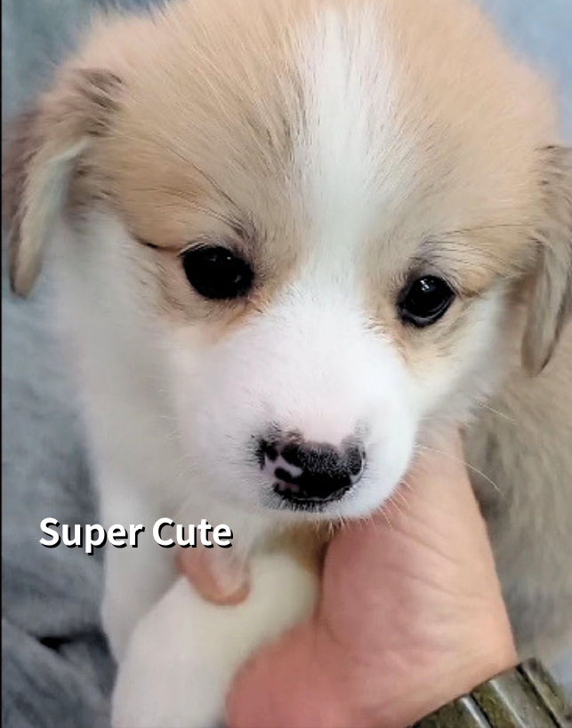 超可愛名犬社／柯基犬