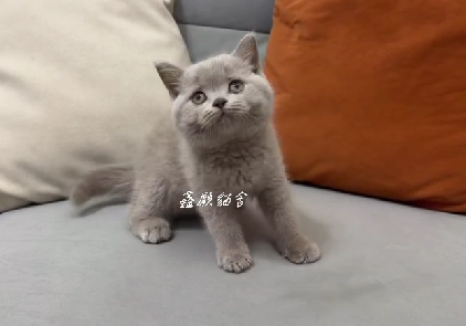 鑫願貓舍／紫丁香英國短毛貓