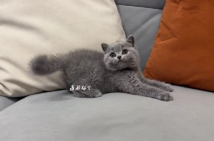 鑫願貓舍／藍色英國短毛貓