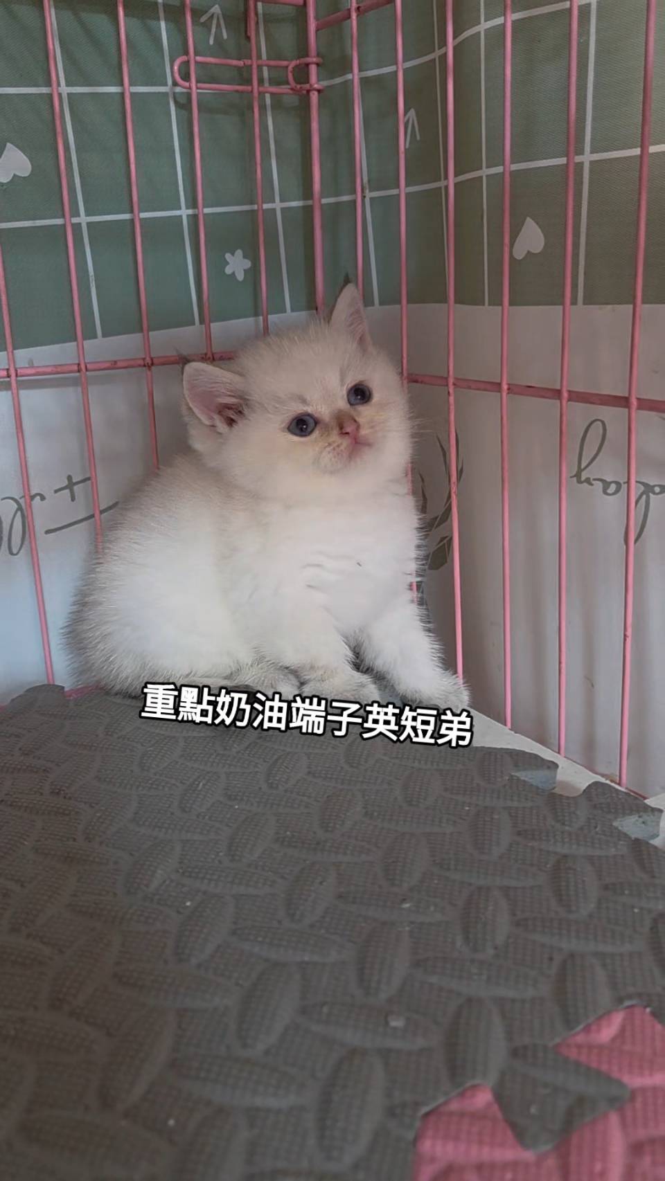 刻在你心底的貓／重點奶油端子色英國短毛貓