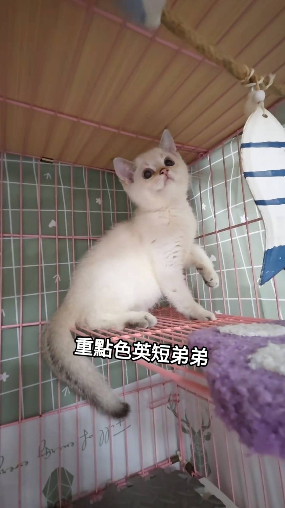 刻在你心底的貓／重點色英國短毛貓
