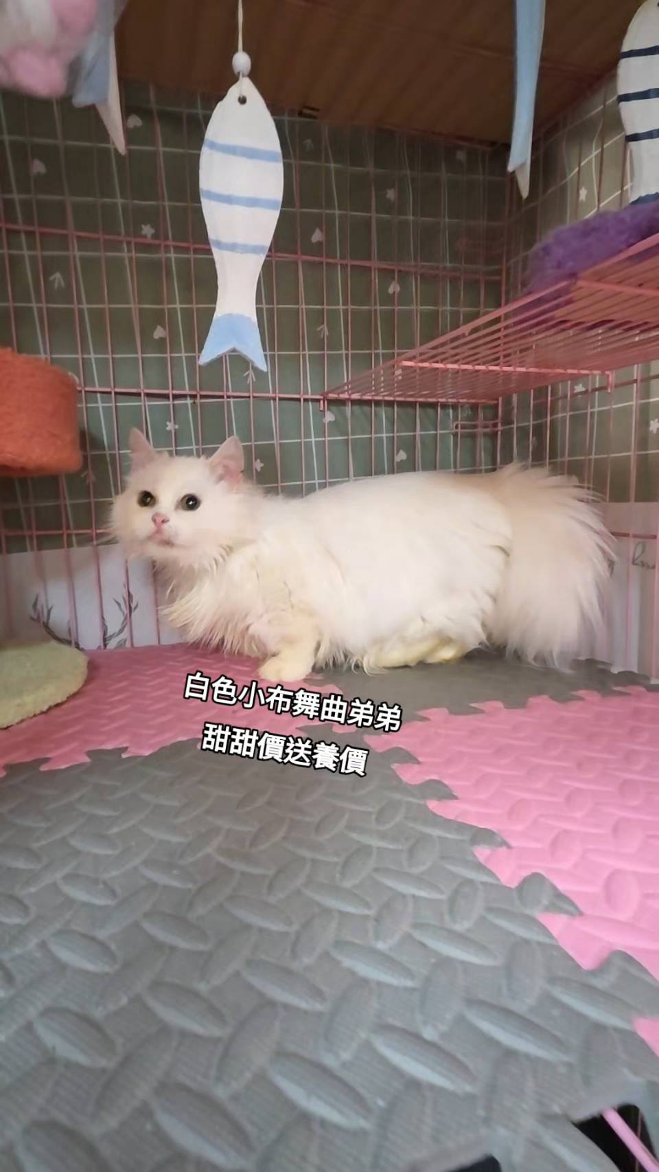 刻在你心底的貓／白色小步舞曲