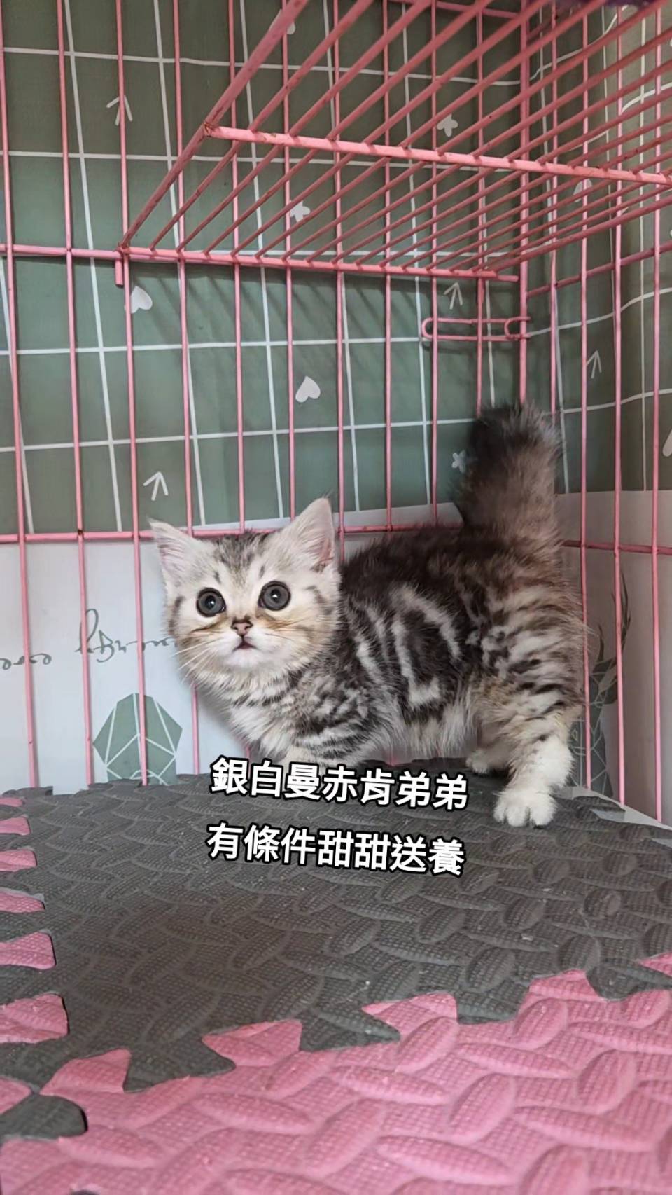 刻在你心底的貓／銀白曼赤肯