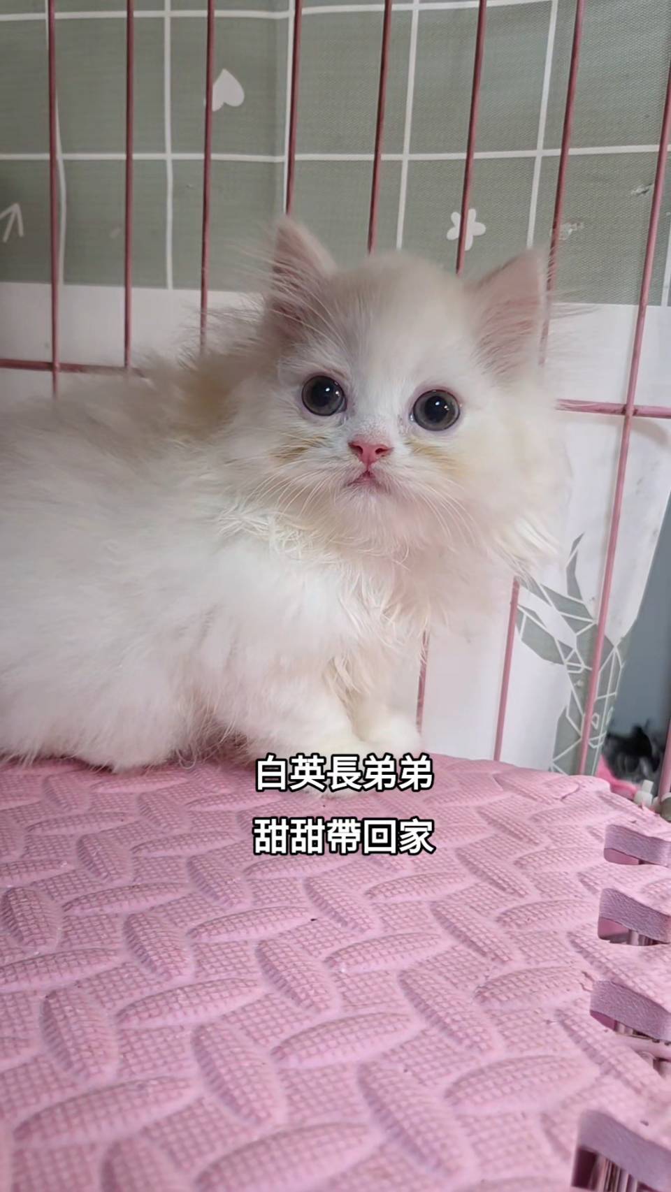 刻在你心底的貓／白色英國長毛貓