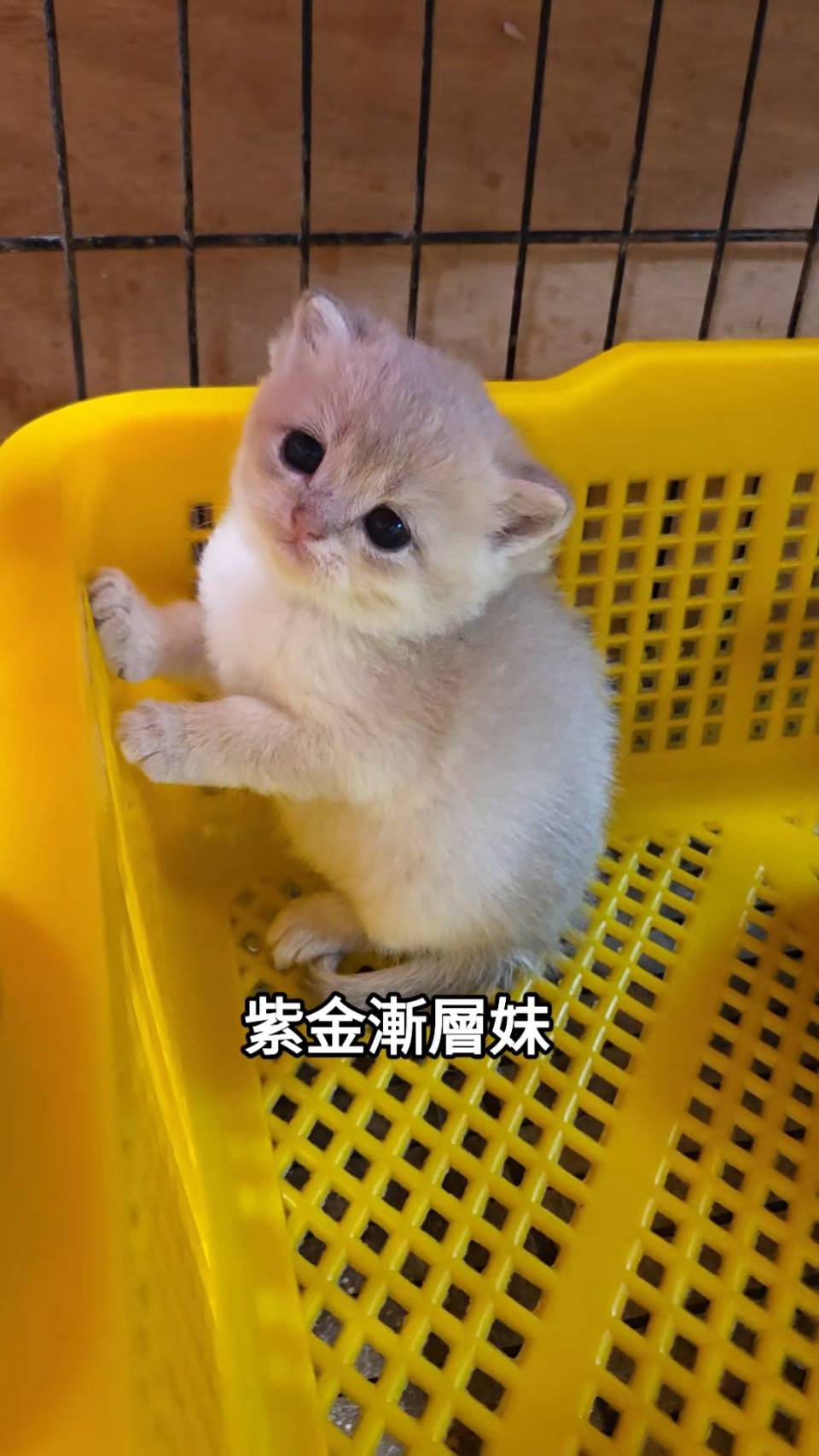 刻在你心底的貓／紫金漸層英國短毛貓