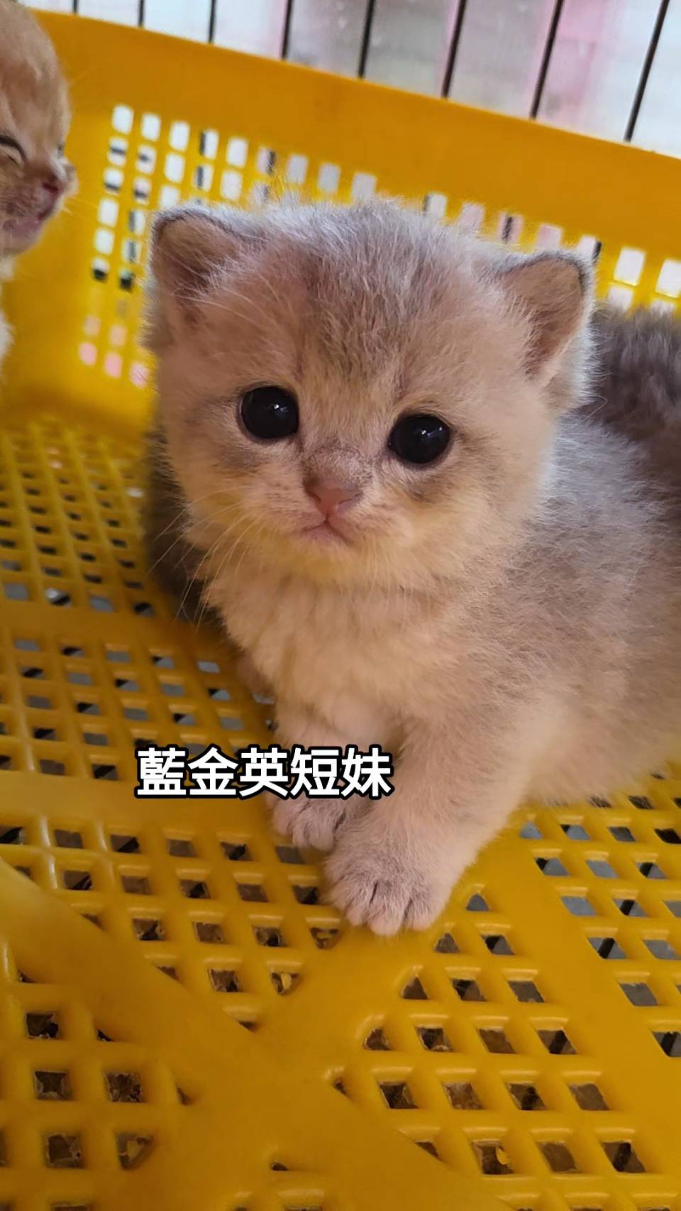 刻在你心底的貓／藍金漸層英國短毛貓