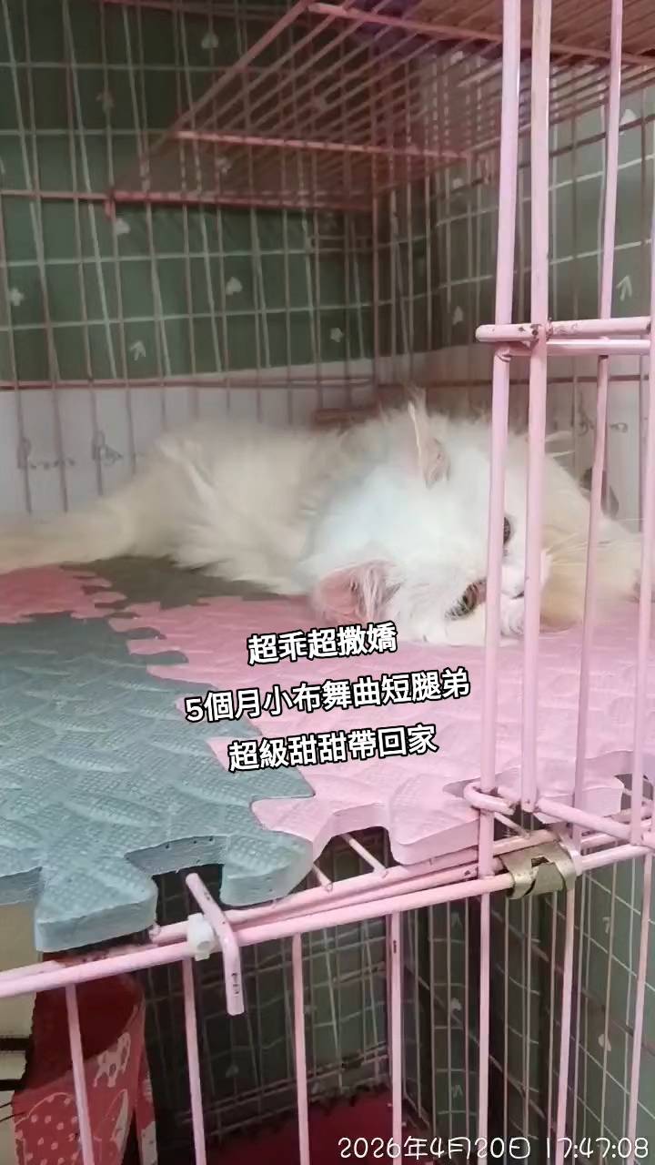 刻在你心底的貓／白色小步舞曲