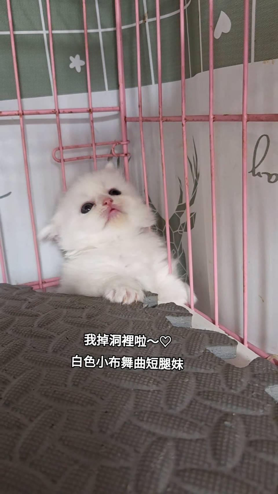 刻在你心底的貓／白色小步舞曲