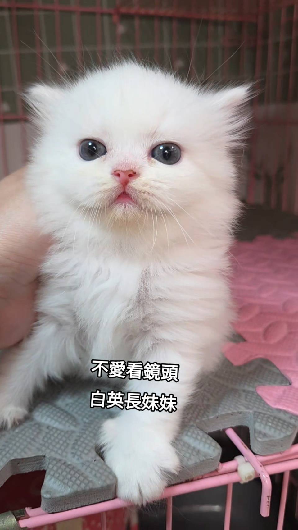 刻在你心底的貓／白色英國長毛貓