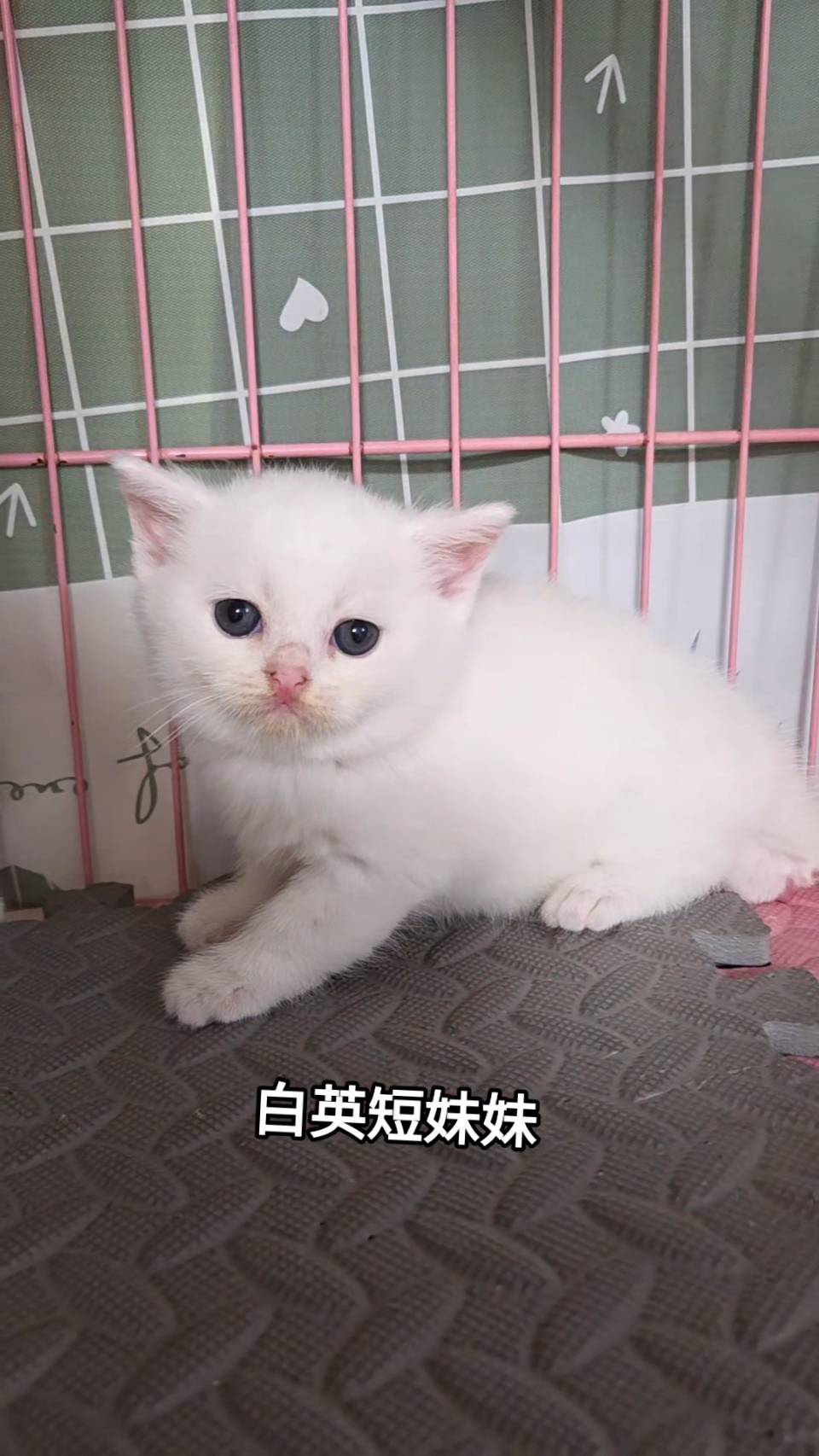 刻在你心底的貓／白色英國短毛貓