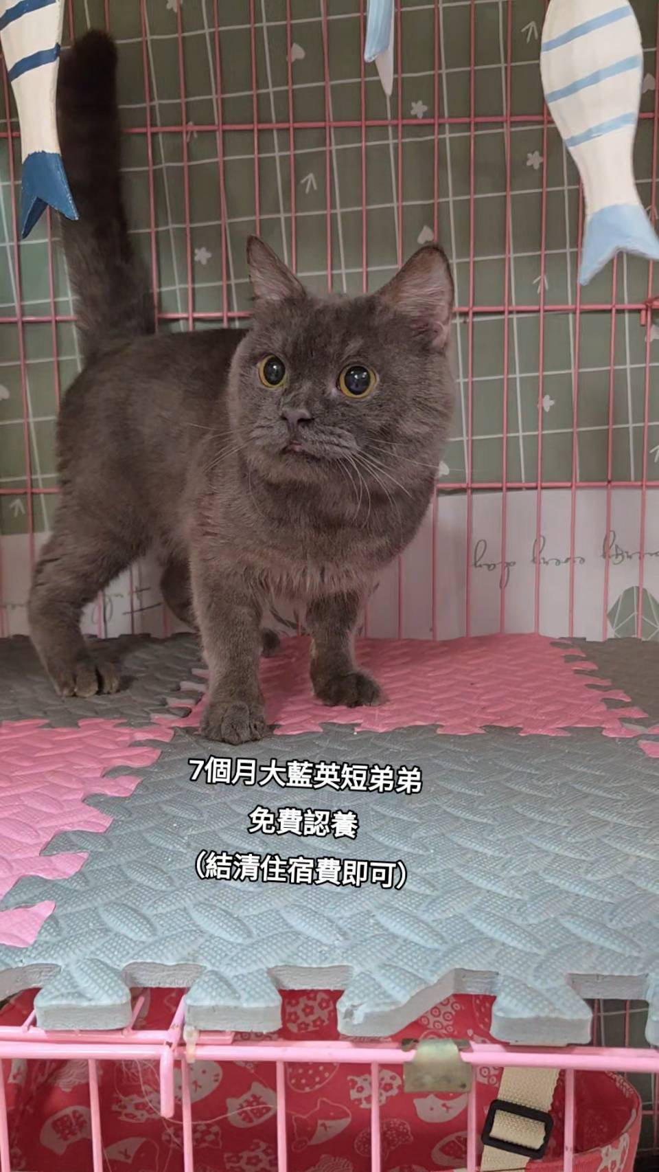 刻在你心底的貓／藍色英國短毛貓