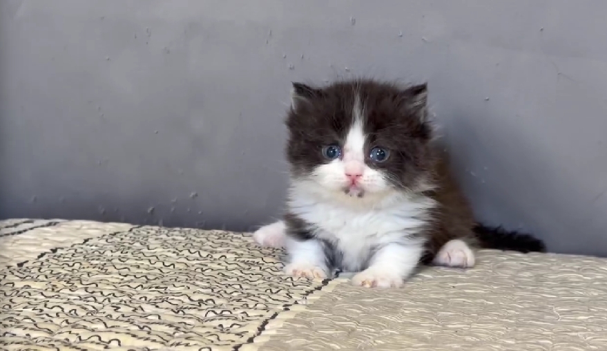 尊爵名皇／黑白賓士小步舞曲