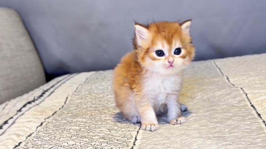 尊爵名皇／金漸層長毛貓