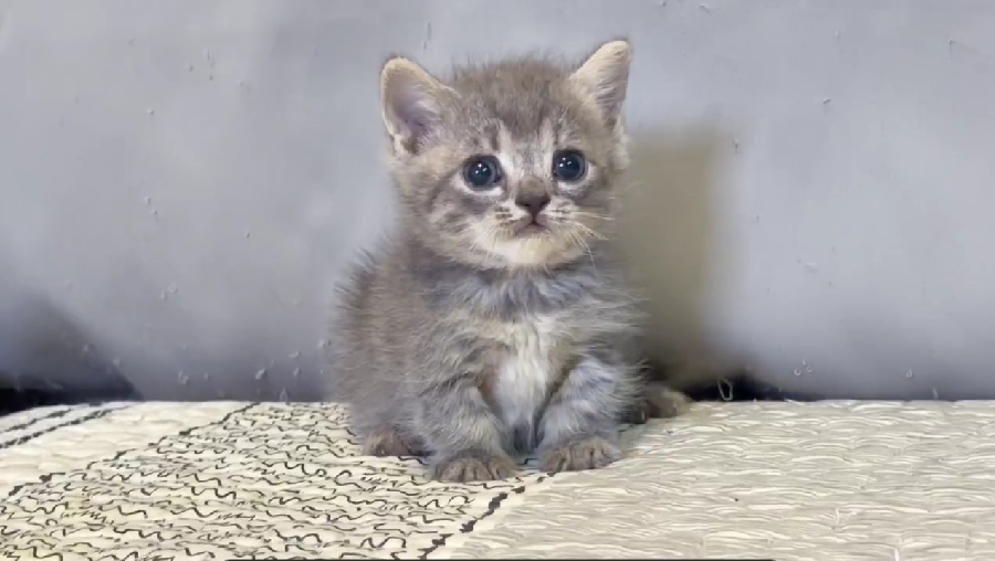 尊爵名皇／藍虎斑曼赤肯